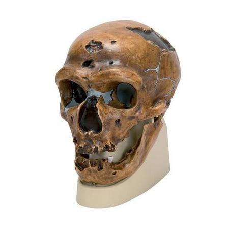 3B SCIENTIFIC Replica H. Neanderthalensis Skull 1001294